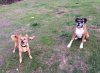 Juli and Tula eagerly waiting for the ball to be thrown, on her journey from Sheffield to her new home in Lousa in C.Portugal.